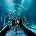 AquaRio Small Group Guided Tour with entrance and transfer - Final Thoughts: Is It Worth It?