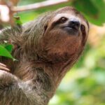 ARENAL DISCOVERY ADVENTURE (2): Safari Float, Waterfall & Lunch - A Deep Dive into the Arenal Discovery Adventure