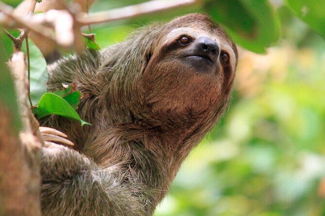 ARENAL DISCOVERY ADVENTURE (2): Safari Float, Waterfall & Lunch - A Deep Dive into the Arenal Discovery Adventure