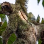 Arenal Full Day Tour - What’s Included and Practical Details