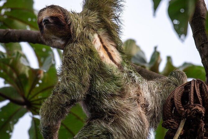 Arenal Full Day Tour - What’s Included and Practical Details