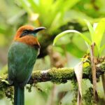 Arenal Hanging Bridges From Arenal - An In-Depth Look at the Arenal Hanging Bridges Experience