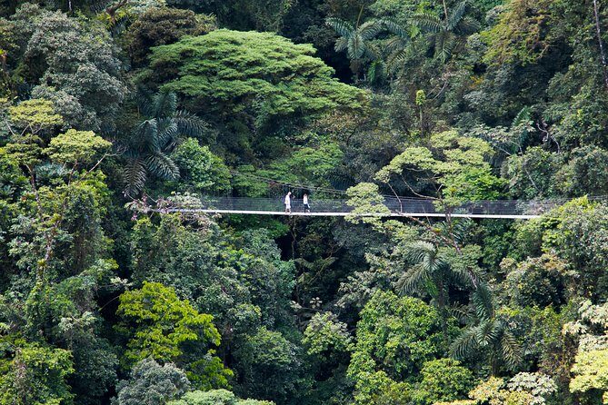 Arenal Hanging Bridges Nature Tour - A Closer Look at the Arenal Hanging Bridges Experience