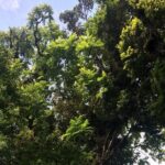 Arenal Hanging Bridges with Hotsprings, Lunch and Dinner - Final Thoughts