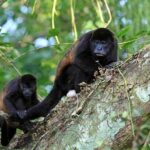 Arenal Hanging Bridges with Professional Guide - Key Points