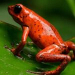 Arenal Oasis Night Walk from Arenal - Final Thoughts: Is This Tour Right for You?