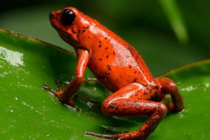 Arenal Oasis Night Walk from Arenal - Final Thoughts: Is This Tour Right for You?