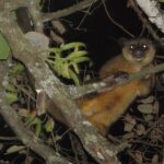 Arenal rain forest night tour - In-Depth Review of the Experience