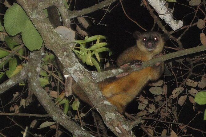 Arenal rain forest night tour - In-Depth Review of the Experience