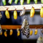 Arenal Sloths Lovers & Baldi Hot Springs. Private Tour - The Sum Up