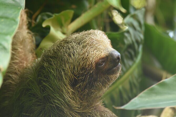 Arenal Volcano And La Fortuna Waterfall Tour - A Detailed Look at the Tour Experience