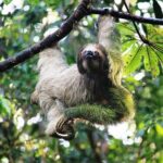 Arenal Volcano Full-Day Combo Tour with Lunch and Dinner - Final Thoughts: Who Will Love This Tour?