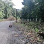 Arenal Volcano Hike and Hot Springs Tour from San Jose - What Makes This Tour Stand Out