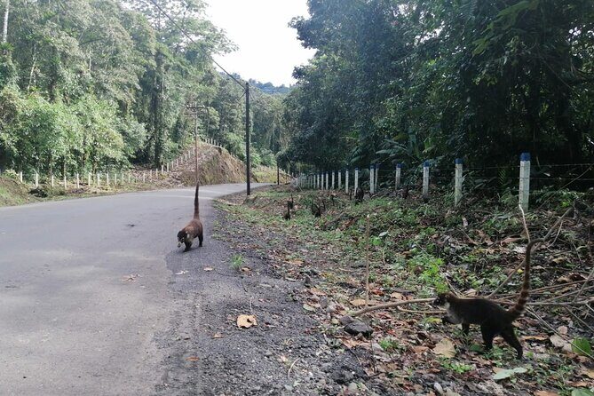 Arenal Volcano Hike and Hot Springs Tour from San Jose - What Makes This Tour Stand Out