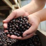 Arenal volcano pineapple + waterfall hike+ Coffee-chocolate tour - Who Will Love This Tour?