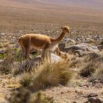 Arequipa: 2-day Classic Colca Canyon Tour - Summary: Who Should Book This Tour?