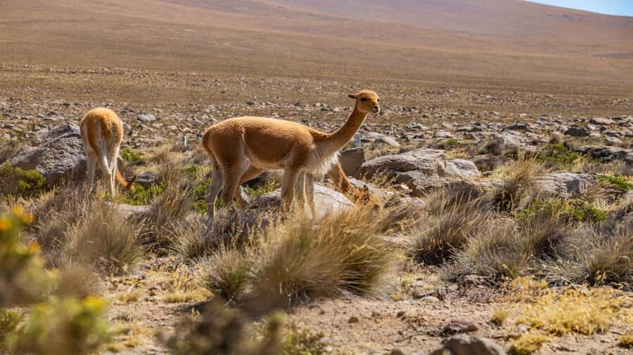 Arequipa: 2-day Classic Colca Canyon Tour - Summary: Who Should Book This Tour?