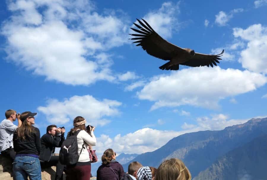 Arequipa: 2-Days tour of the Colca Canyon - A Detailed Look at the Colca Canyon Tour