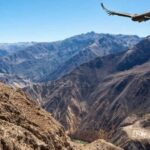 Arequipa: Colca Canyon Excursion 2 Days with End in Puno - Who Is This Tour Best For?