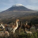 Arequipa: Excursion to Salinas Lagoon || All day || - Authentic Travel Experience and Practical Tips