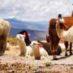 Arequipa: One-Day Colca Canyon Tour - Practical Details and Tips