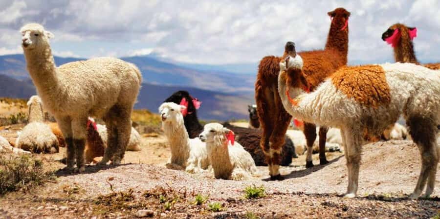 Arequipa: One-Day Colca Canyon Tour - Practical Details and Tips