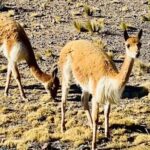 Arequipa : Pillones Waterfall and Imata Stone Forest Tour - What Makes This Tour Stand Out?