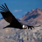 Arequipa:Colca Canyon 1Day Guided Tour| Flight of the Condor - The Itinerary: From Arequipa to the Heart of the Canyon