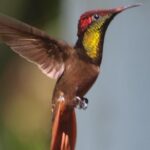 Argyle Waterfall with Adventure Farm - Exploring Tobago’s Natural Gems in Detail