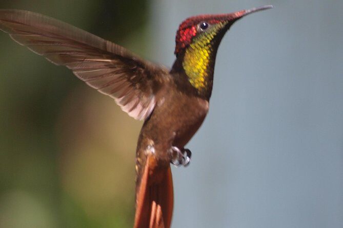 Argyle Waterfall with Adventure Farm - Exploring Tobago’s Natural Gems in Detail