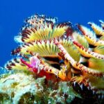 Aruba 2-Tank guided Dive for certified divers / own equipment - Itinerary Breakdown: What It’s Like