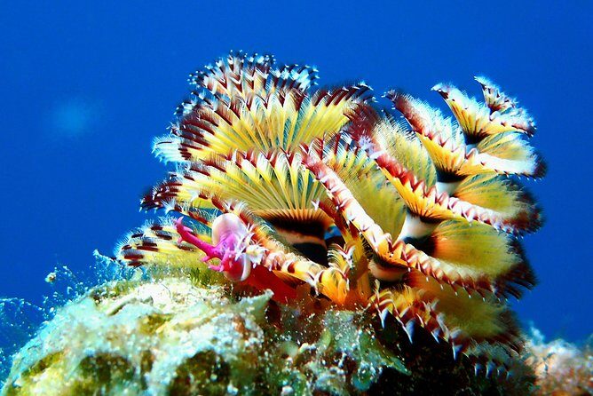 Aruba 2-Tank guided Dive for certified divers / own equipment - Itinerary Breakdown: What It’s Like