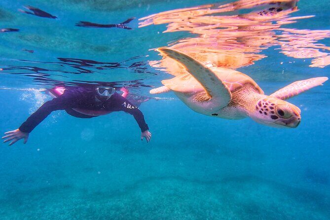Aruba Turtle Spotting Snorkeling Adventure