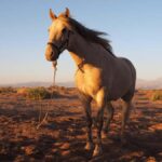 Atacama Desert: Horseback Riding Adventure with Scenic Views - The Scenic Journey Through the Atacama