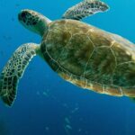 Atlantis Submarine Private Tour in Bridgetown - Exploring the Atlantis Submarine Private Tour in Bridgetown