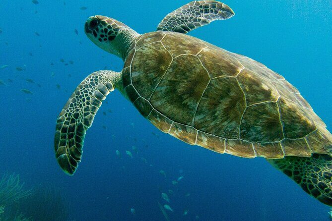 Atlantis Submarine Private Tour in Bridgetown - Exploring the Atlantis Submarine Private Tour in Bridgetown