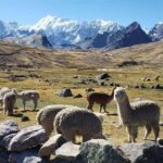 Ausangate Trek - Detailed Review of the Ausangate Trek Experience