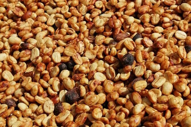 Authentic experience of Coffee, Cane and Caco inside the forest - Practical Tips for Travelers