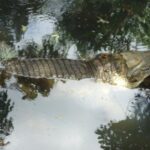 Auto Safari Chapin Drive-Through Nature Park & Zoo from Puerto Quetzal - Who Will Love This Tour?