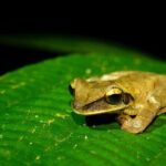 Aventuras Inolvidables en el Parque Nacional del Manu: - Who Is This Tour Best For?