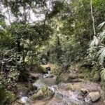 Avistamiento de aves en Minca Sierra Nevada de Santa Marta - The Experience in Detail