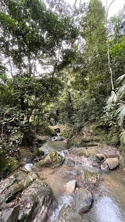 Avistamiento de aves en Minca Sierra Nevada de Santa Marta - The Experience in Detail