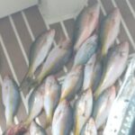 Bahamas Deep Sea Fishing - Frequently Asked Questions