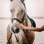 Bahamas: Horseback Riding Adventure on Beaches & Trails - A Deep Dive into the Bahamas Horseback Riding Adventure