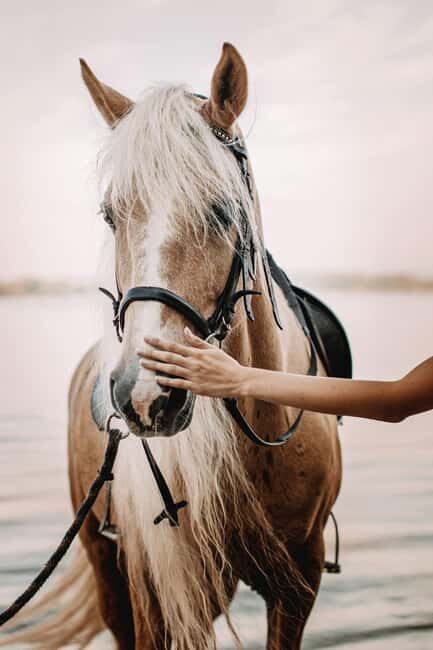 Bahamas: Horseback Riding Adventure on Beaches & Trails - A Deep Dive into the Bahamas Horseback Riding Adventure