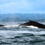 Bahía Málaga: Humpback Whale Watching in Cali - Colombia - Whale Watching: The Heart of the Tour
