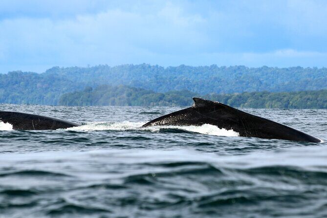 Bahía Málaga: Humpback Whale Watching in Cali - Colombia - Whale Watching: The Heart of the Tour
