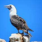 Ballestas and Paracas from Lima by bus - Why This Tour Offers Great Value
