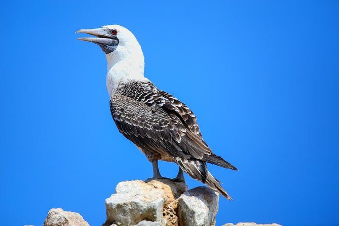 Ballestas and Paracas from Lima by bus - Why This Tour Offers Great Value