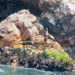 Ballestas Islands Excursion from Paracas - Why This Tour Is Worth It